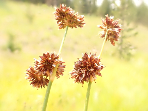 Juncus ensifolius (dagger-leaf rush) (alternate view 4)