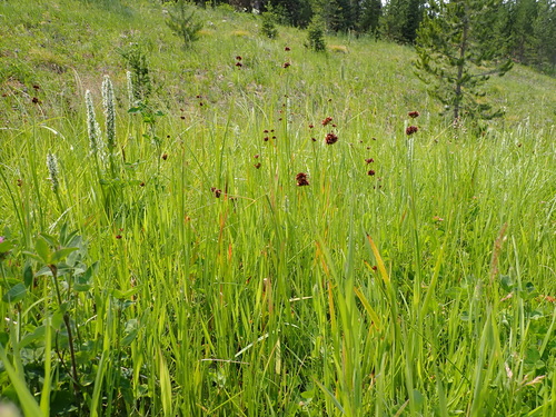 Juncus ensifolius (dagger-leaf rush) (alternate view 5)