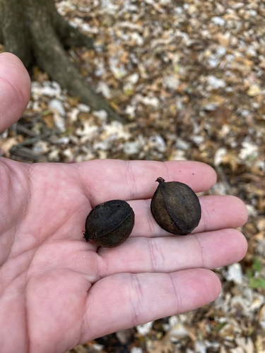 Carya (hickories) (alternate view 3)