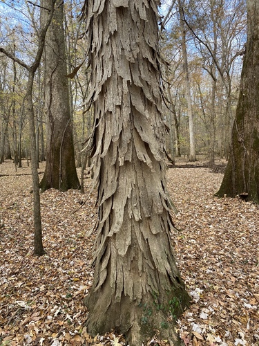 Carya (hickories) (alternate view 5)