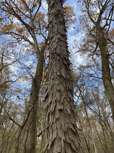 Carya (hickories) (alternate view 6)