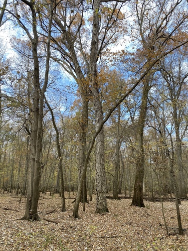 Carya (hickories) (alternate view 7)