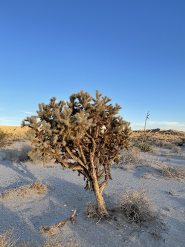 Cylindropuntia fosbergii (Mason Valley Cholla)