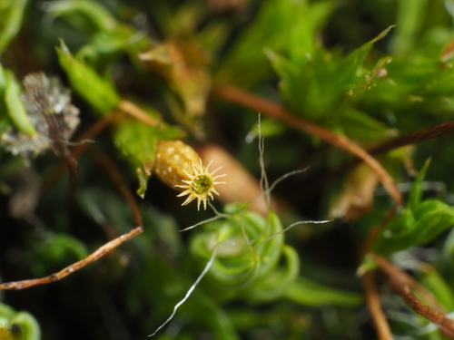 Orthotrichum diaphanum (White-tipped Bristle-moss)