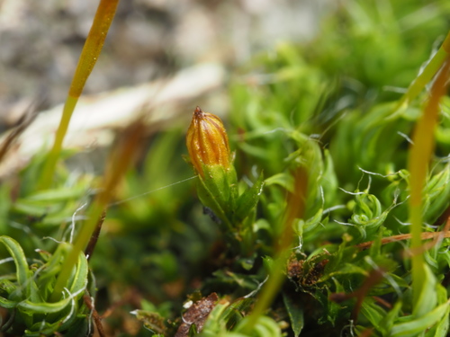 Orthotrichum diaphanum (White-tipped Bristle-moss)