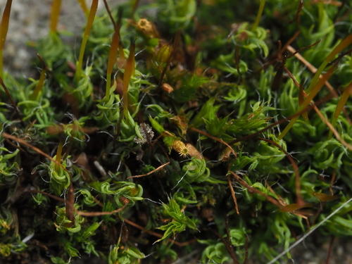 Orthotrichum diaphanum (White-tipped Bristle-moss)
