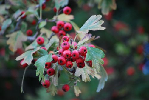 Crataegus monogyna (common hawthorn) (alternate view 9)