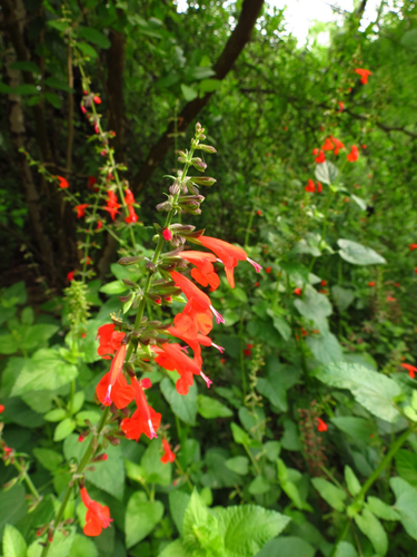 Salvia coccinea (Tropical sage) (alternate view 8)