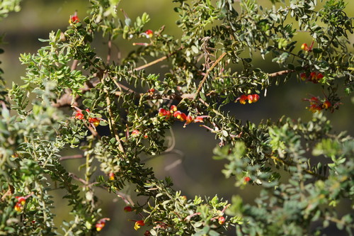 Grevillea alpina (Mountain Grevillea) (alternate view 3)
