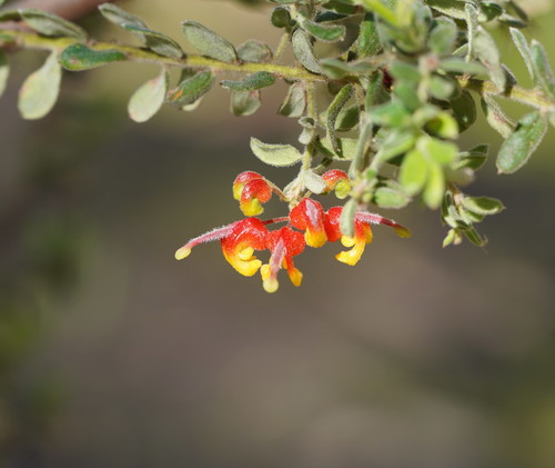 Grevillea alpina (Mountain Grevillea) (alternate view 2)