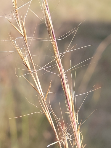 Aristida (threeawns and wiregrasses) (alternate view 10)