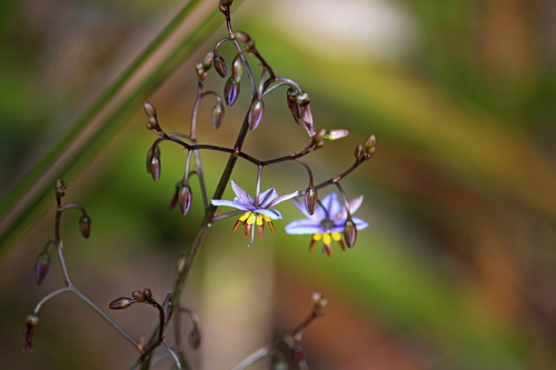 Dianella tasmanica (alternate view 8)