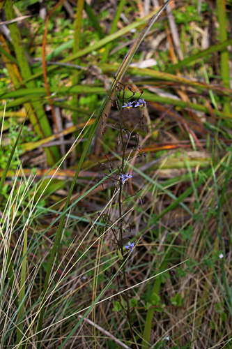 Dianella tasmanica (alternate view 9)