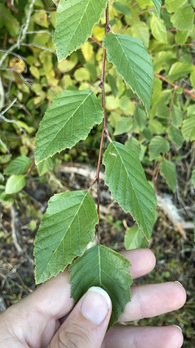 Betula nigra (River Birch)