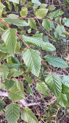 Betula nigra (River Birch)