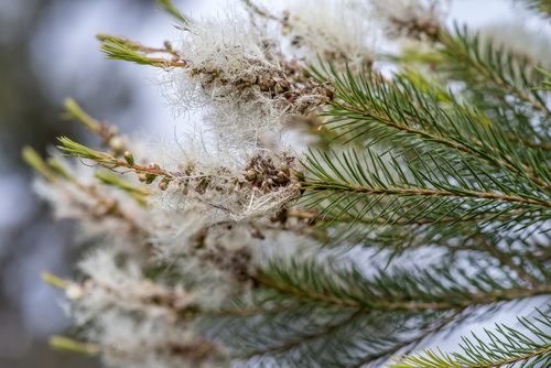 Melaleuca alternifolia (alternate view 11)