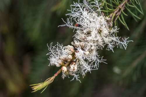 Melaleuca alternifolia (alternate view 12)