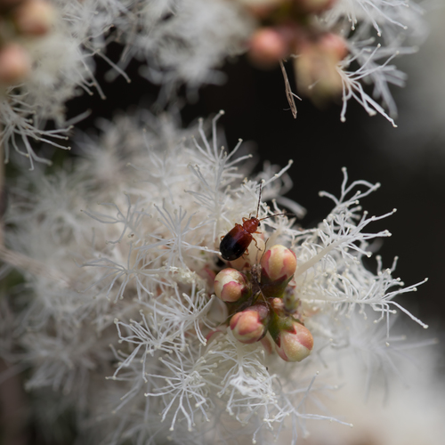 Melaleuca alternifolia (alternate view 13)