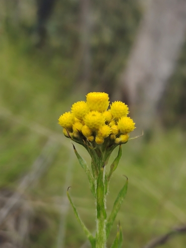 Chrysocephalum semipapposum (clustered everlasting) (alternate view 6)