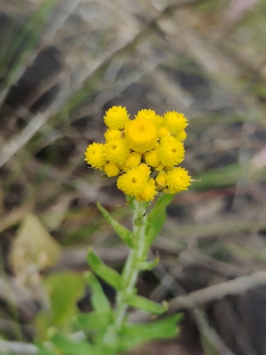Chrysocephalum semipapposum (clustered everlasting) (alternate view 7)