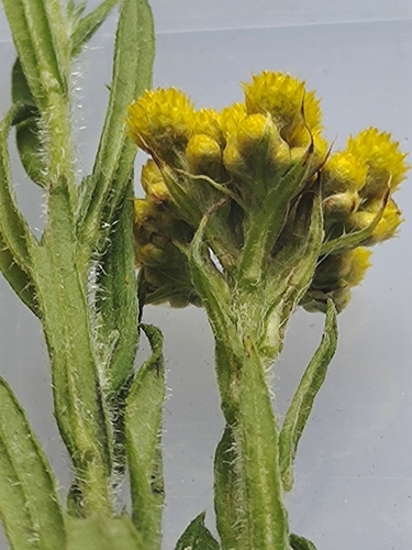 Chrysocephalum semipapposum (clustered everlasting) (alternate view 8)