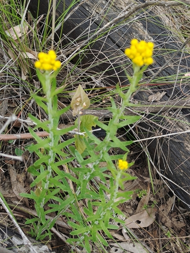 Chrysocephalum semipapposum (clustered everlasting) (alternate view 9)