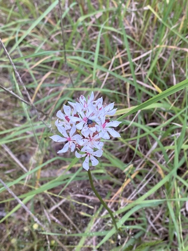 Burchardia umbellata (Milkmaids) (alternate view 10)