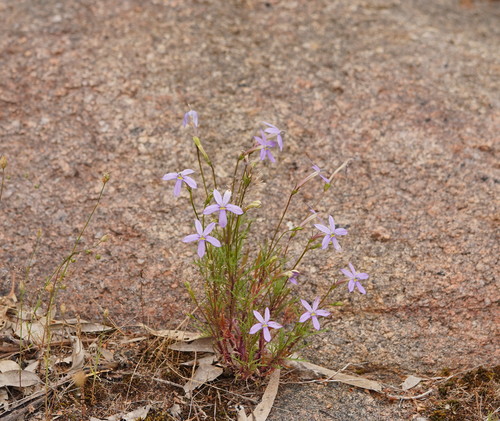 Lithotoma axillaris (rock isotome) (alternate view 6)