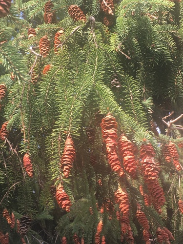 Picea glauca (white spruce)