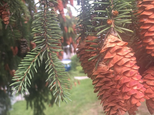 Picea glauca (white spruce)