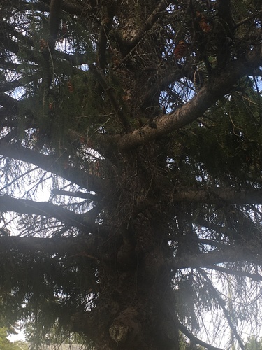 Picea glauca (white spruce)