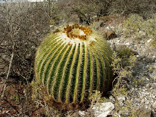 Kroenleinia grusonii (golden barrel cactus) (alternate view 5)