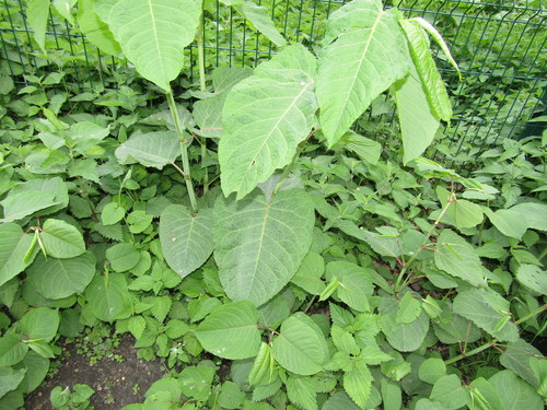 Reynoutria (Rhizomatous Knotweeds) (alternate view 6)
