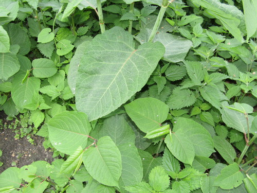 Reynoutria (Rhizomatous Knotweeds) (alternate view 9)