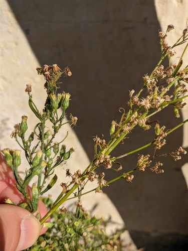 Erigeron sumatrensis (tropical horseweed)