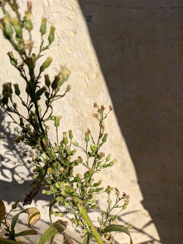 Erigeron sumatrensis (tropical horseweed)