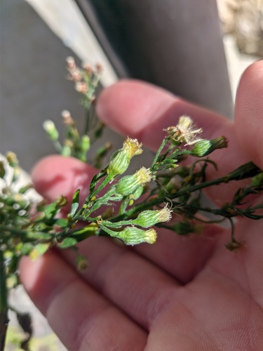 Erigeron sumatrensis (tropical horseweed)