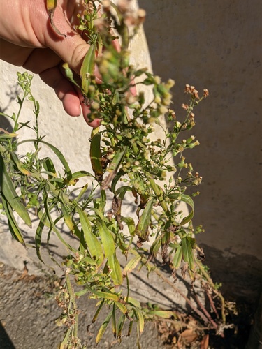 Erigeron sumatrensis (tropical horseweed)