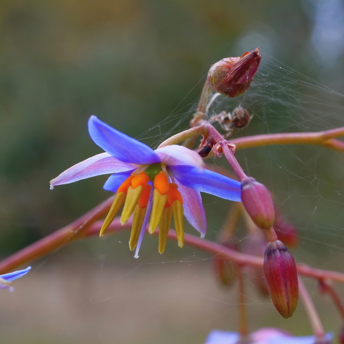 Dianella longifolia (Pale Flax-Lily)