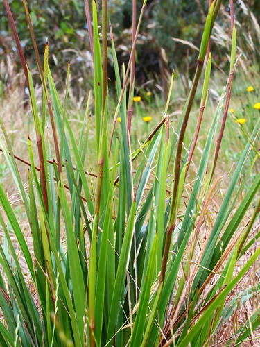 Dianella longifolia (Pale Flax-Lily) (alternate view 5)