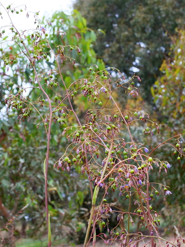 Dianella longifolia (Pale Flax-Lily) (alternate view 4)