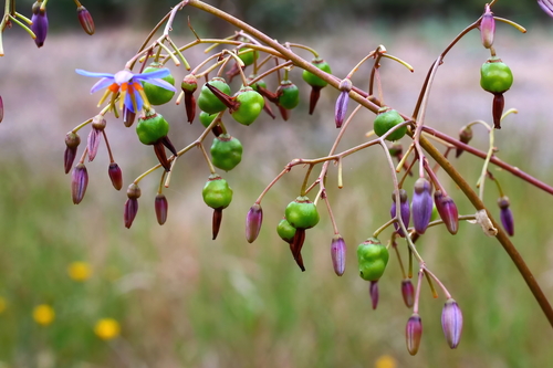Dianella longifolia (Pale Flax-Lily) (alternate view 3)