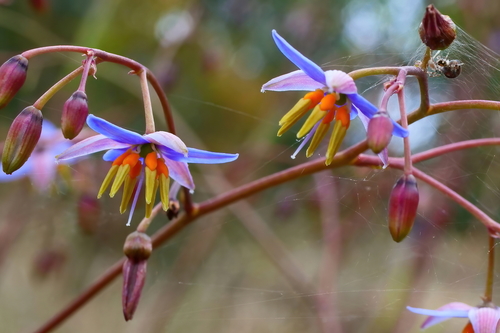 Dianella longifolia (Pale Flax-Lily) (alternate view 2)