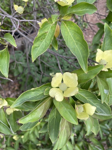 Cornus capitata (Mountain Moon Dogwood Tree) (alternate view 4)