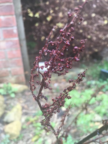 Rumex sanguineus (Wood Dock)