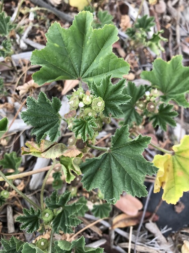 Malva parviflora (cheeseweed mallow) (alternate view 5)
