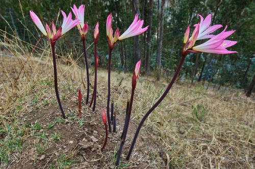 Amaryllis belladonna (Belladonna Lily)