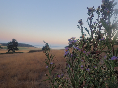 Symphyotrichum chilense (Pacific Aster) (alternate view 5)