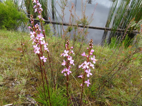 Stylidium armeria (Thrift-leaved Triggerplant)