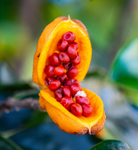 Pittosporum revolutum (Rough-fruited Pittosporum) (alternate view 6)